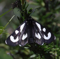 Image of Alypia mariposa Grote & Robinson 1868