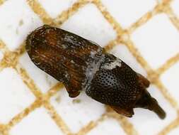 Image of rice weevil