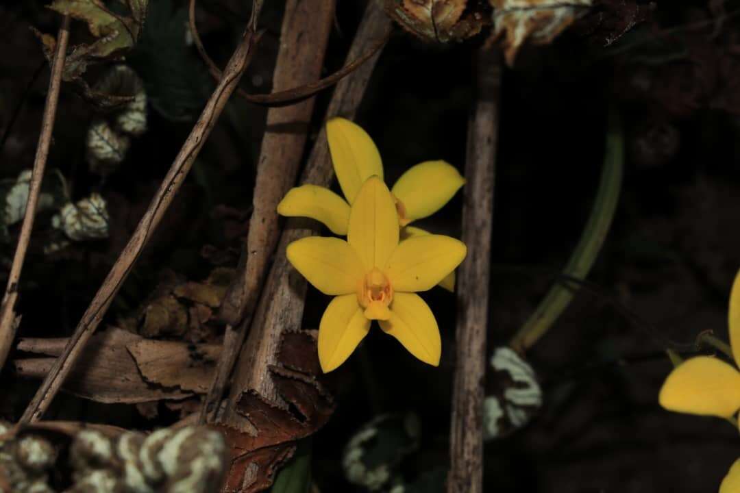 Plancia ëd Spathoglottis ixioides (D. Don) Lindl.