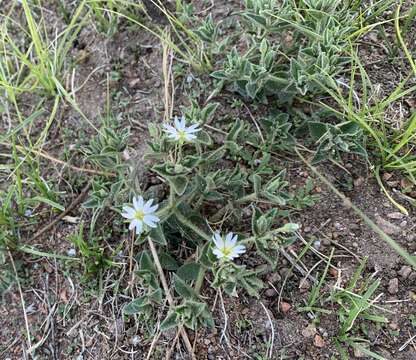 Image of Stellaria dichotoma L.