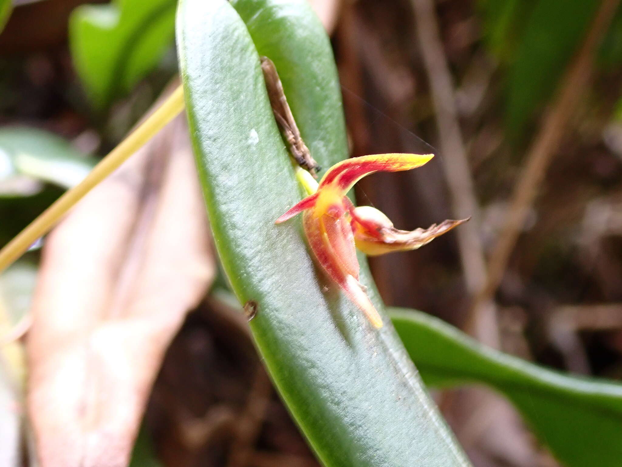 Image of Pleurothallis coriacardia Rchb. fil.