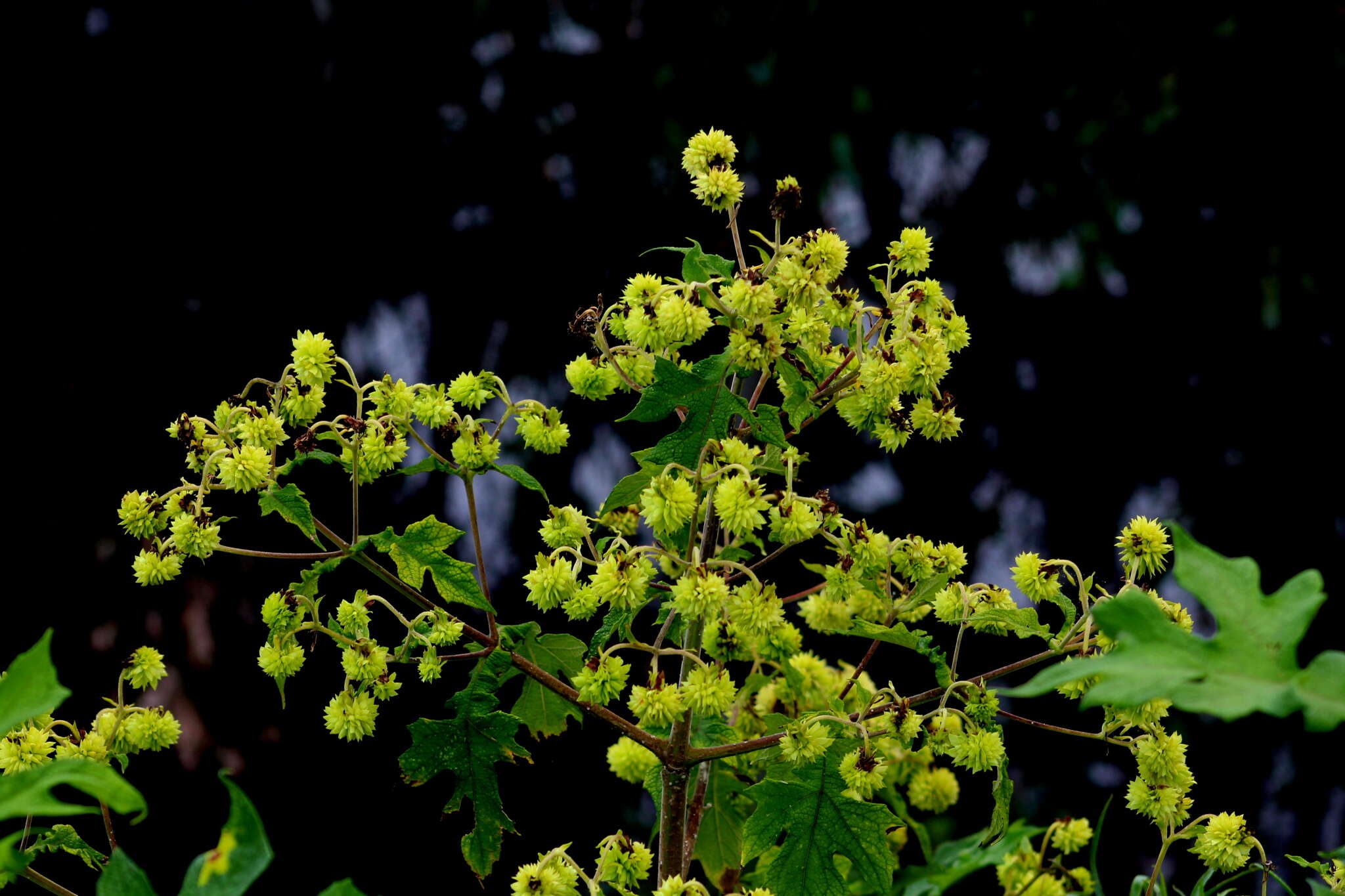 Image of Montanoa grandiflora (DC.) Hemsl.