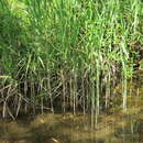 Sivun Phragmites Adans. kuva