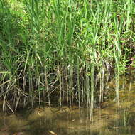 Слика од Phragmites Adans.