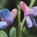 Image of Vicia cretica Boiss. & Heldr.