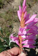 Image of Watsonia lepida N. E. Br.