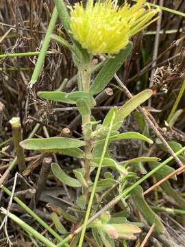 Plancia ëd Leucospermum gracile (Salisb. ex Knight) Rourke