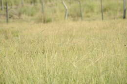 Image of Marsh Seedeater