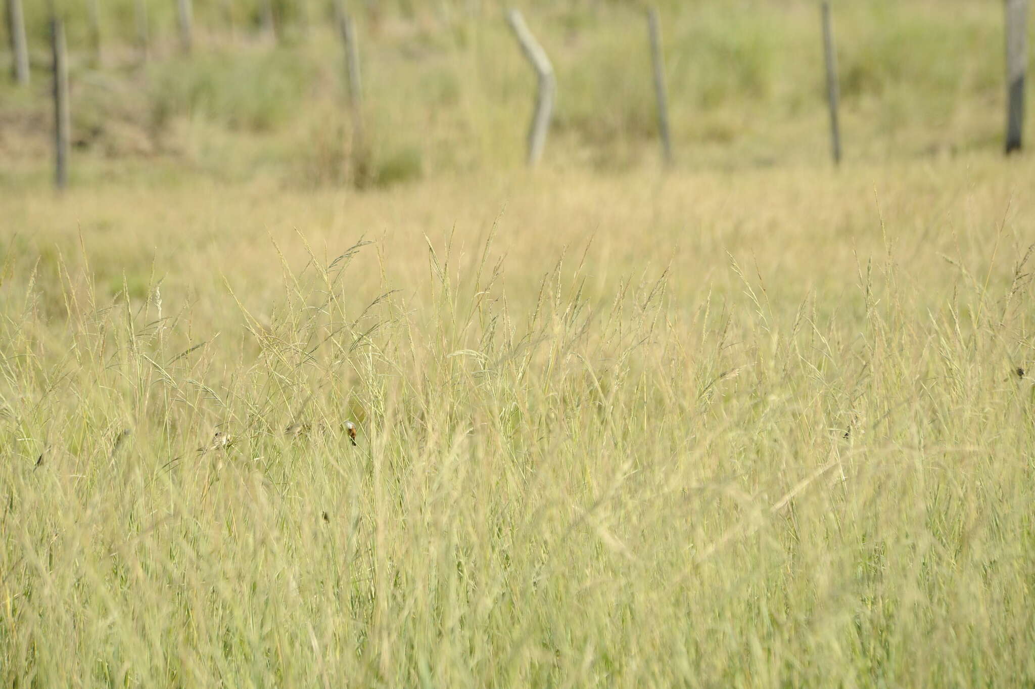 Image of Marsh Seedeater