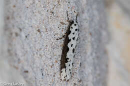 Image of Ethmia hagenella Chambers 1878