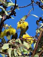 Image of lemon-flower gum