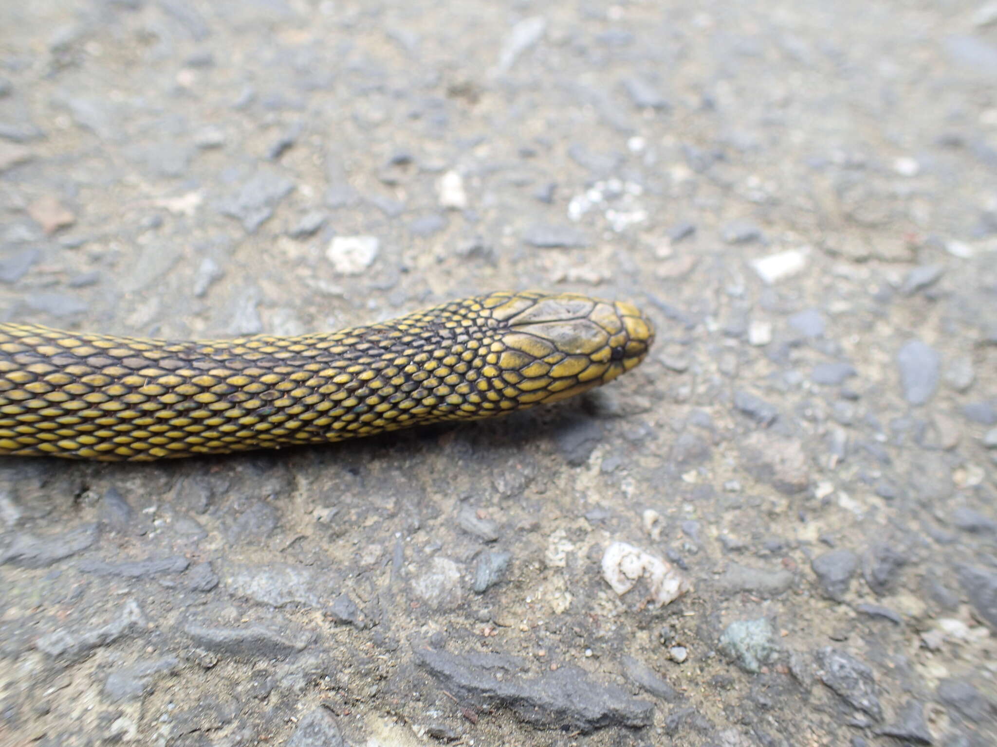 Image of Black Odd-scaled Snake