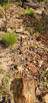 Image de Lachenalia cernua G. D. Duncan