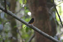 Image of White-rumped Shama