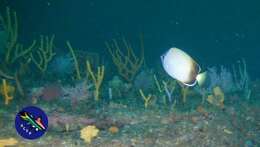 Image of African Butterflyfish