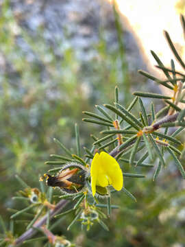 Plancia ëd Gompholobium tomentosum Labill.