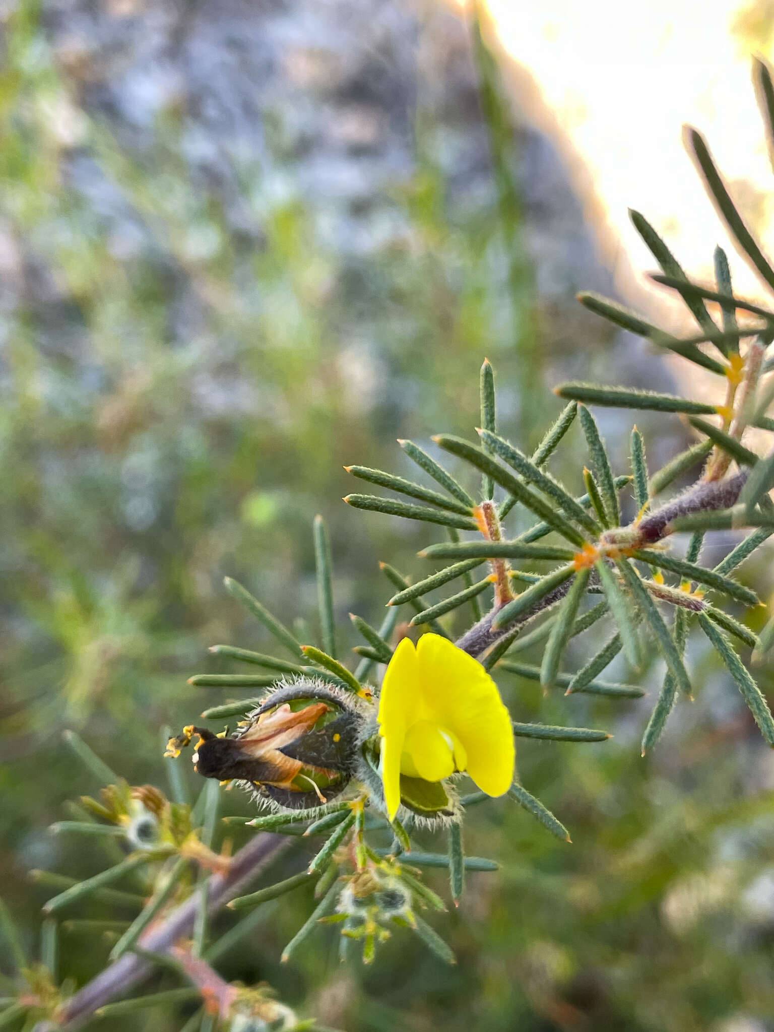 Слика од Gompholobium tomentosum Labill.