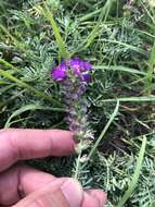 Image of purple dalea