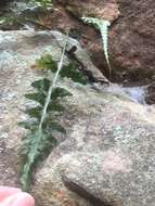 Image of spleenwort