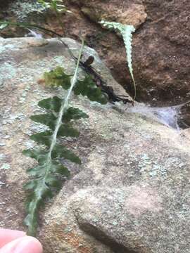 Image de Asplenium trudellii Wherry