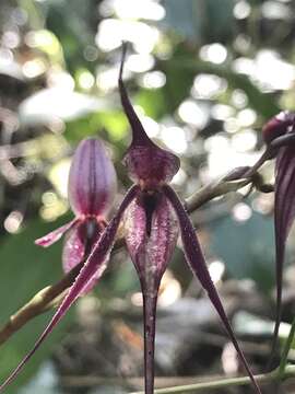 Image of Pleurothallis phalangifera (C. Presl) Rchb. fil.