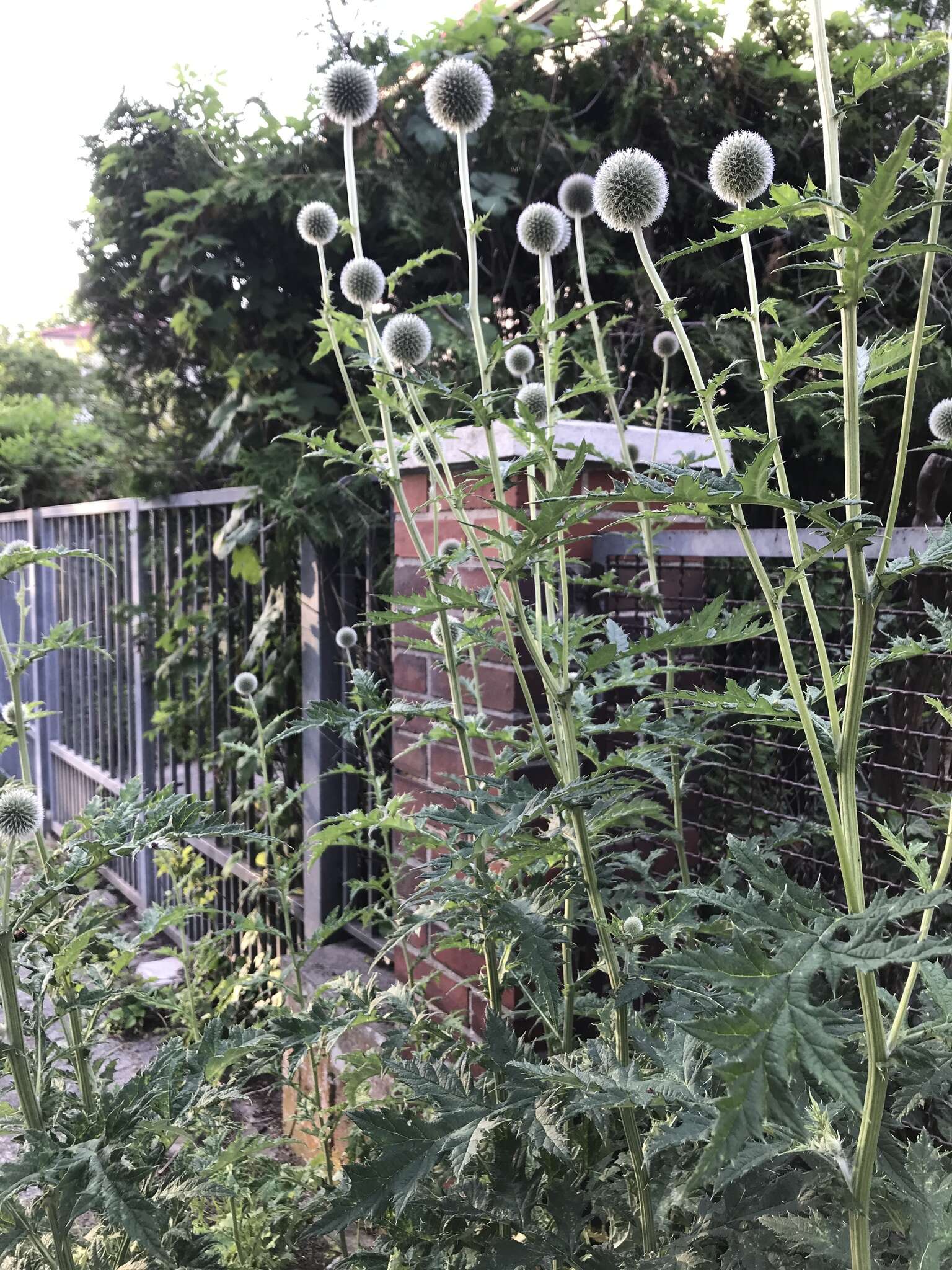 Image of tall globethistle