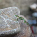 Image of Euphorbia cumbrae Boiss.