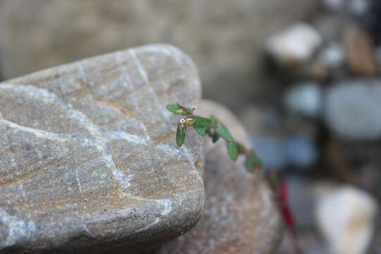 Image of Euphorbia cumbrae Boiss.