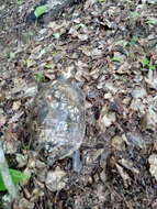 Image of Mexican Spotted Terrapin