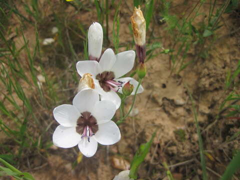 Image of Geissorhiza tulbaghensis F. Bolus