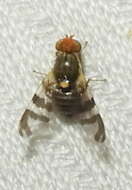 Image of cherry fruit fly