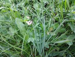 Image of Lathyrus digitatus (M. Bieb.) Fiori