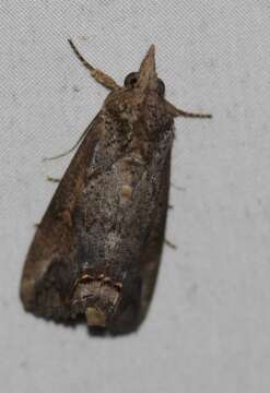 Image of Moth