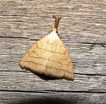 Image of Polypogon tentacularia Linnaeus 1758