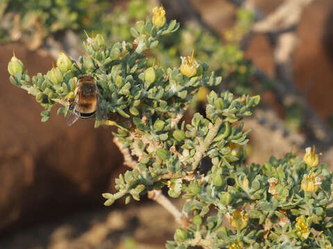 Sivun Tetraena chrysopteros (Retief) Beier & Thulin kuva