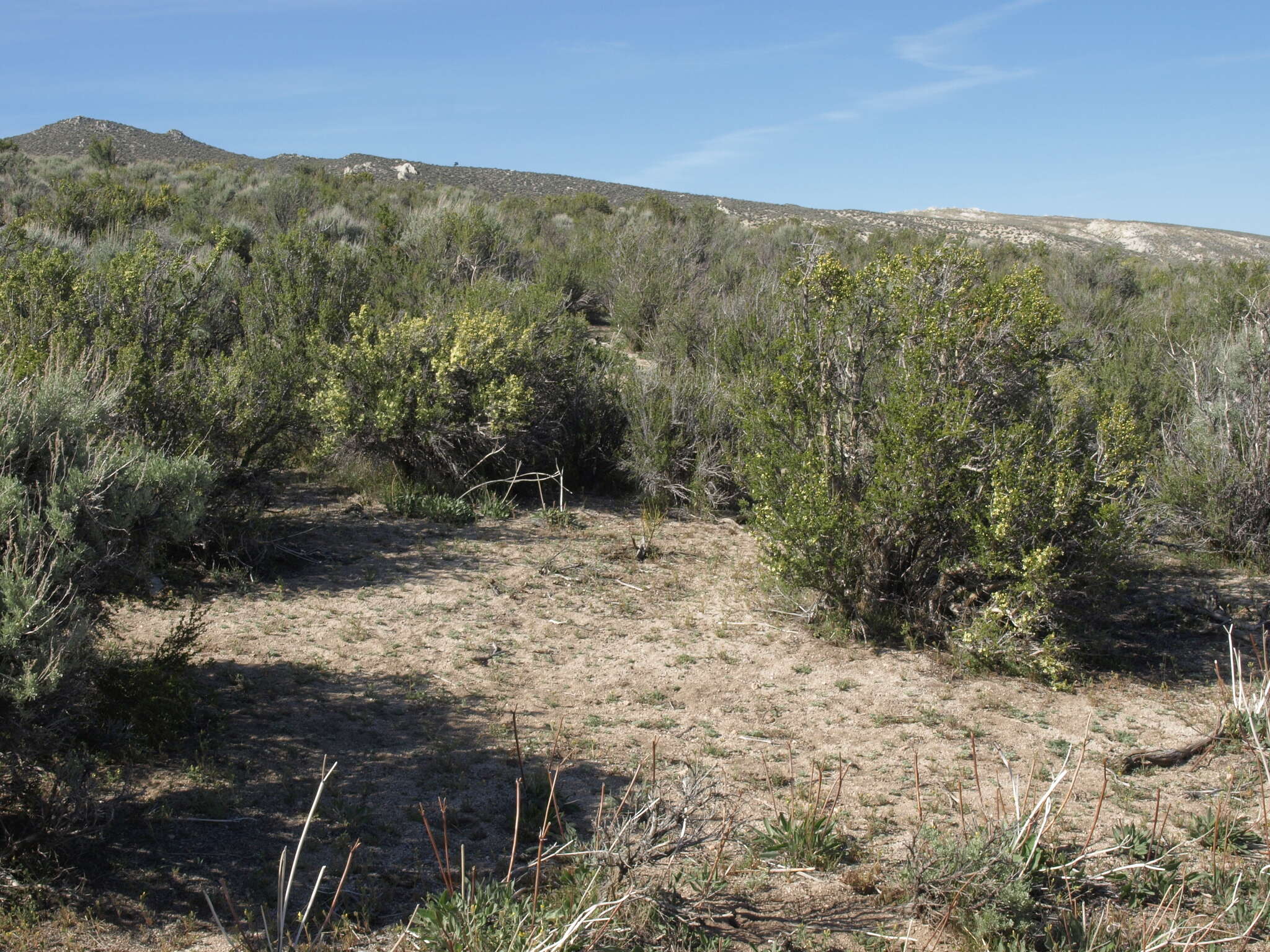 Image of desert bitterbrush