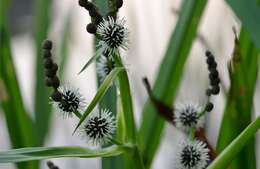 Image of Branched Bur-reed