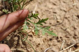 Plancia ëd Eurytaenia texana Torr. & Gray