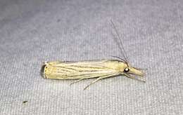 Image of Crambus multilinellus Fernald 1887