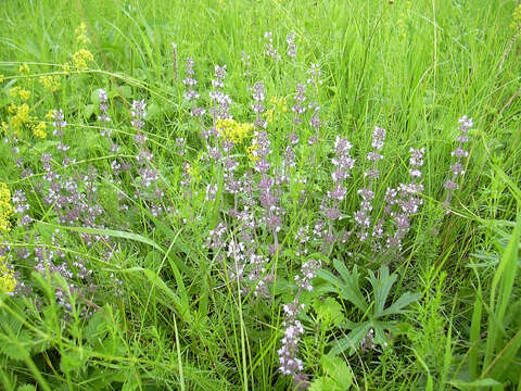 Image of Thymus pulegioides subsp. pannonicus (All.) Kerguélen