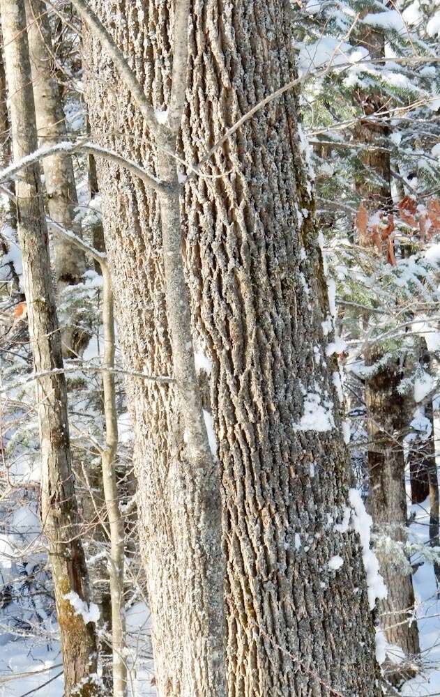 Image of American Ash