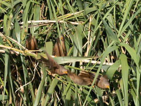 Image of Orange-billed Babbler