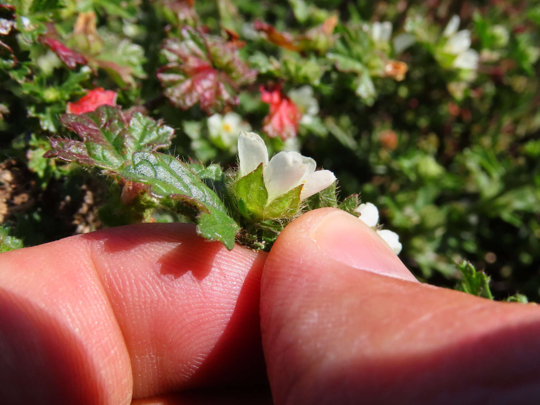 Image of Anisodontea biflora (Desr.) D. M. Bates