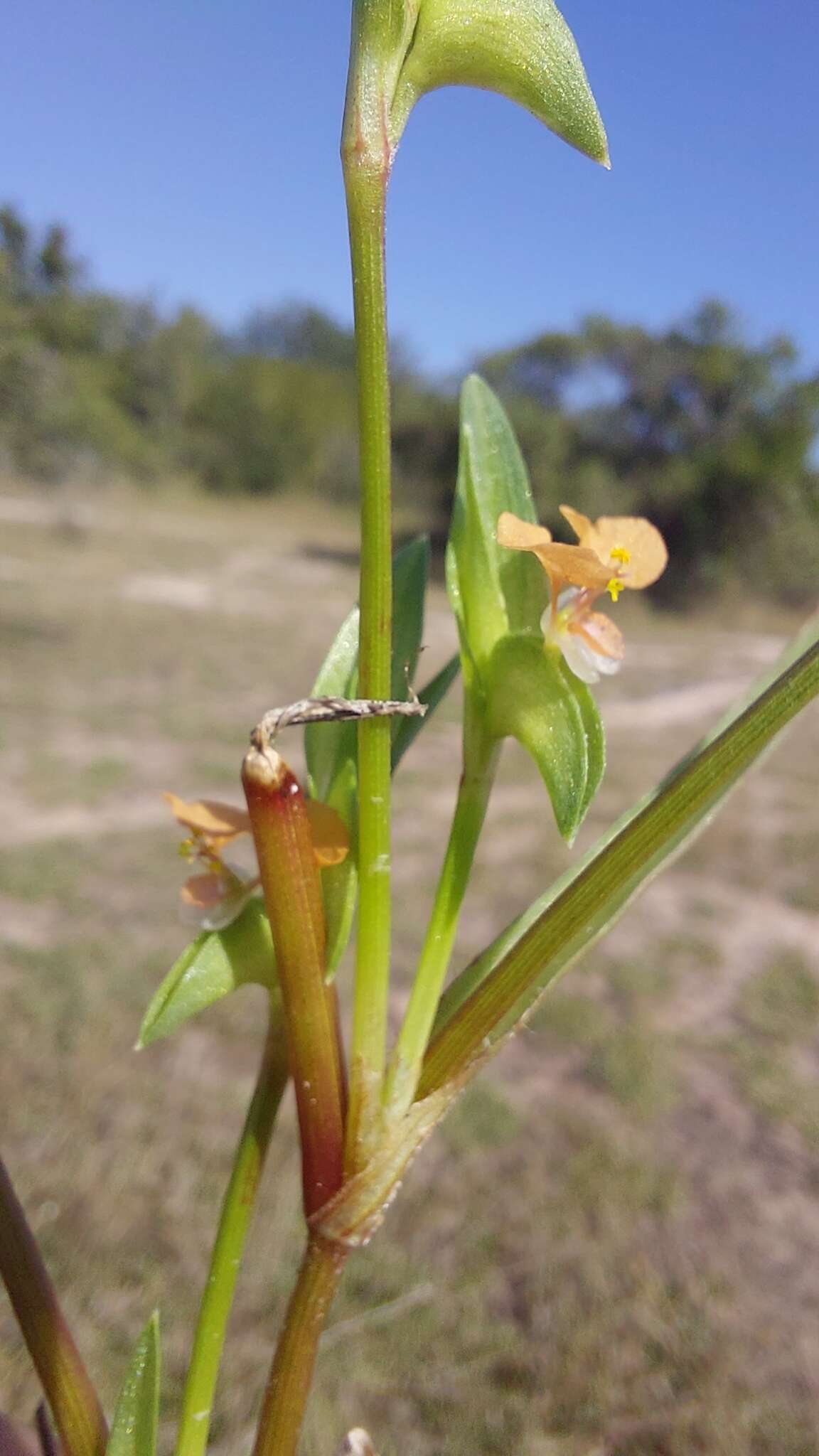 Image de Commelina subulata Roth