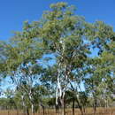 Image of Eucalyptus acroleuca L. A. S. Johnson & K. D. Hill