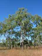 Image of Eucalyptus acroleuca L. A. S. Johnson & K. D. Hill