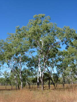 Image de Eucalyptus acroleuca L. A. S. Johnson & K. D. Hill