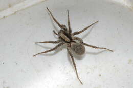 Image of Burnt wolf spider