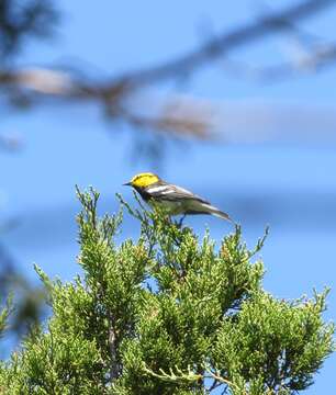 Image of Golden-cheeked Warbler