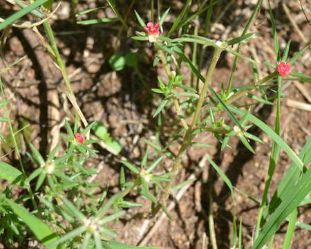 Image of Portulaca kermesina N. E. Brown